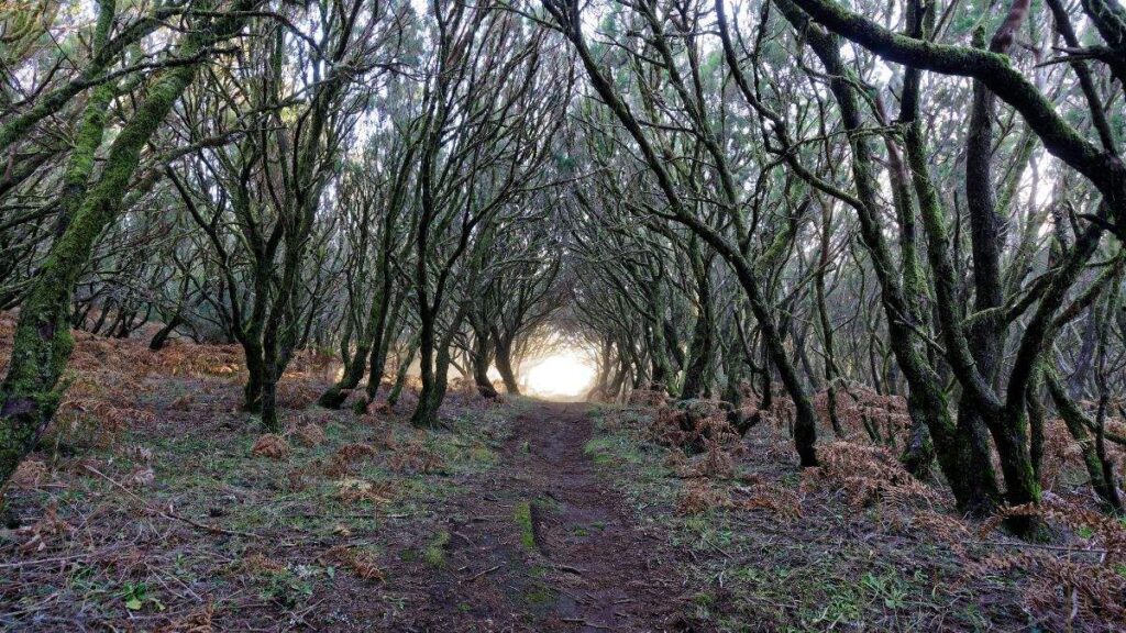 Vislumbres do Caminho